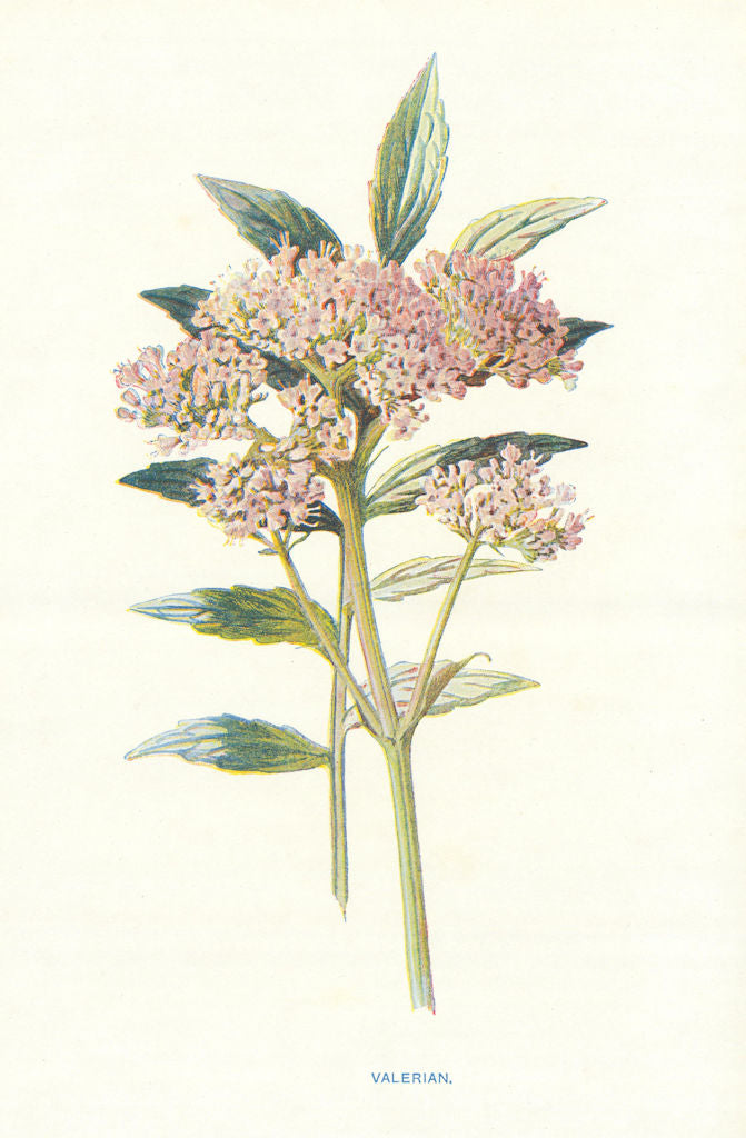 Valerian. Wild Flowers by Frederick Edward Hulme c1895 old antique print